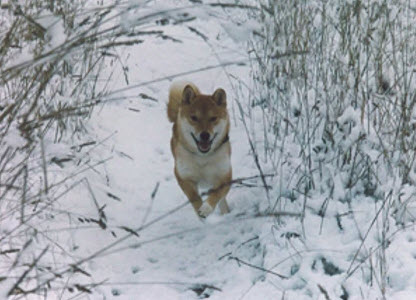 dog running towards camera in snow