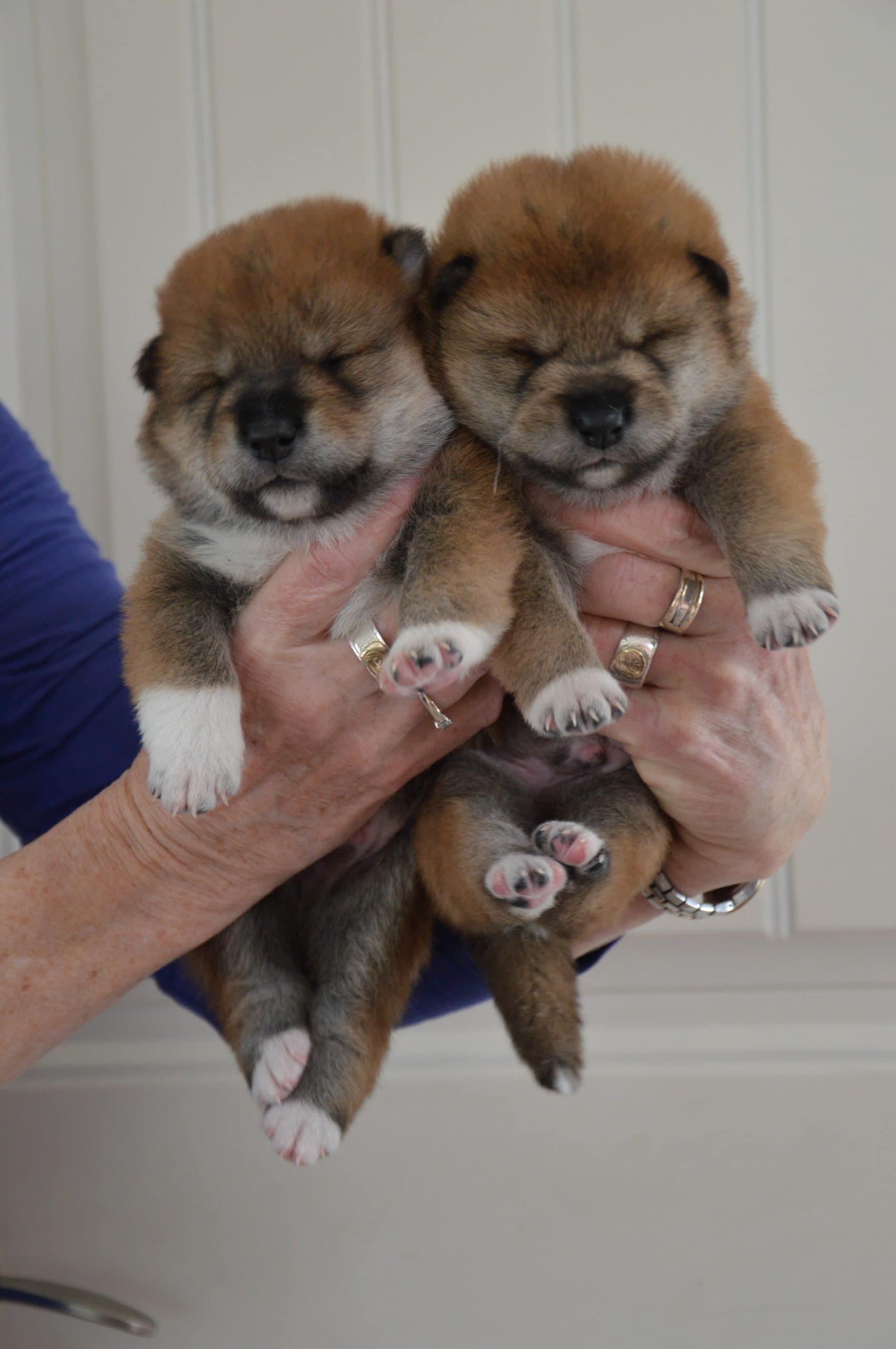 two puppies being held together in a persons hands