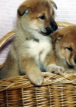 two shikoku puppies sitting in a basket