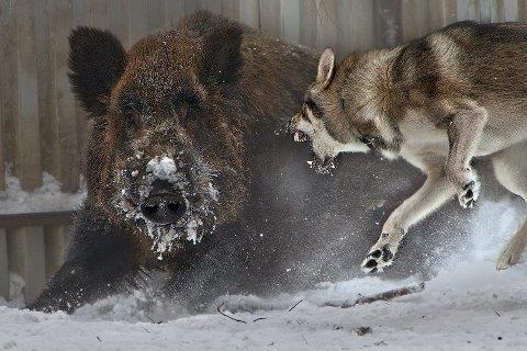 Shikoku: adifferent breed, a hound