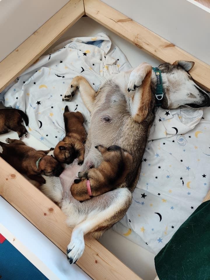 dog with pups in whelping box
