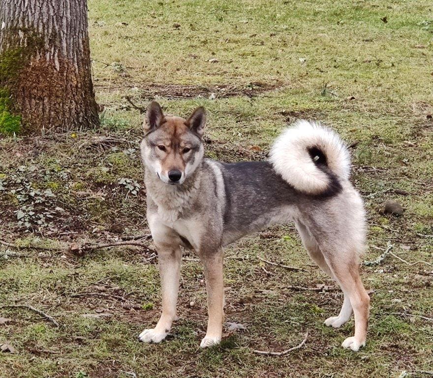 dog standing by a tree
