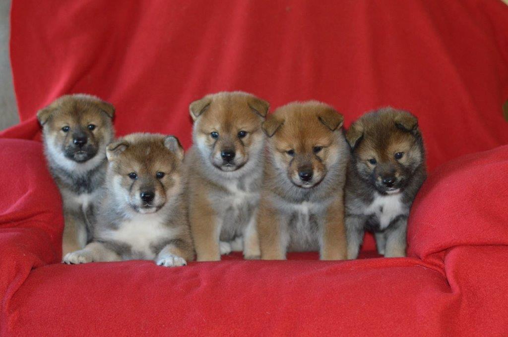 5 puppies sitting on a red background