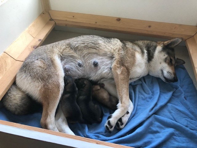 dog in whelping box with puppies