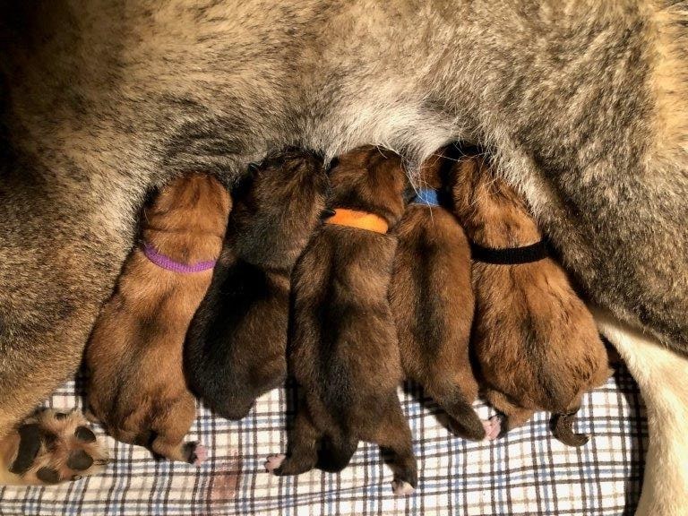 5 puppies suckling on mom