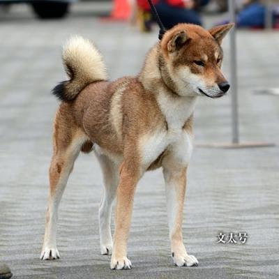 Red sesame shikoku dog