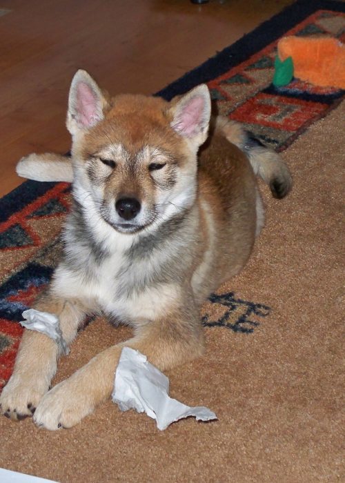 puppy on floor looking at the camera