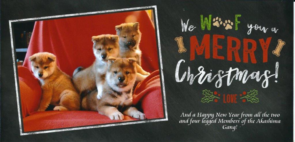 christmas card showing puppies