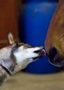 dog kissing a horse on the nose