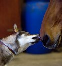dog kissing a horse on the nose