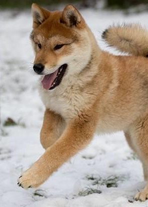 Shikoku dog puppy cheap