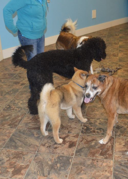 a group of dogs playing together