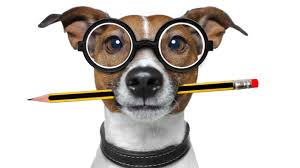 dog with a pencil in his mouth