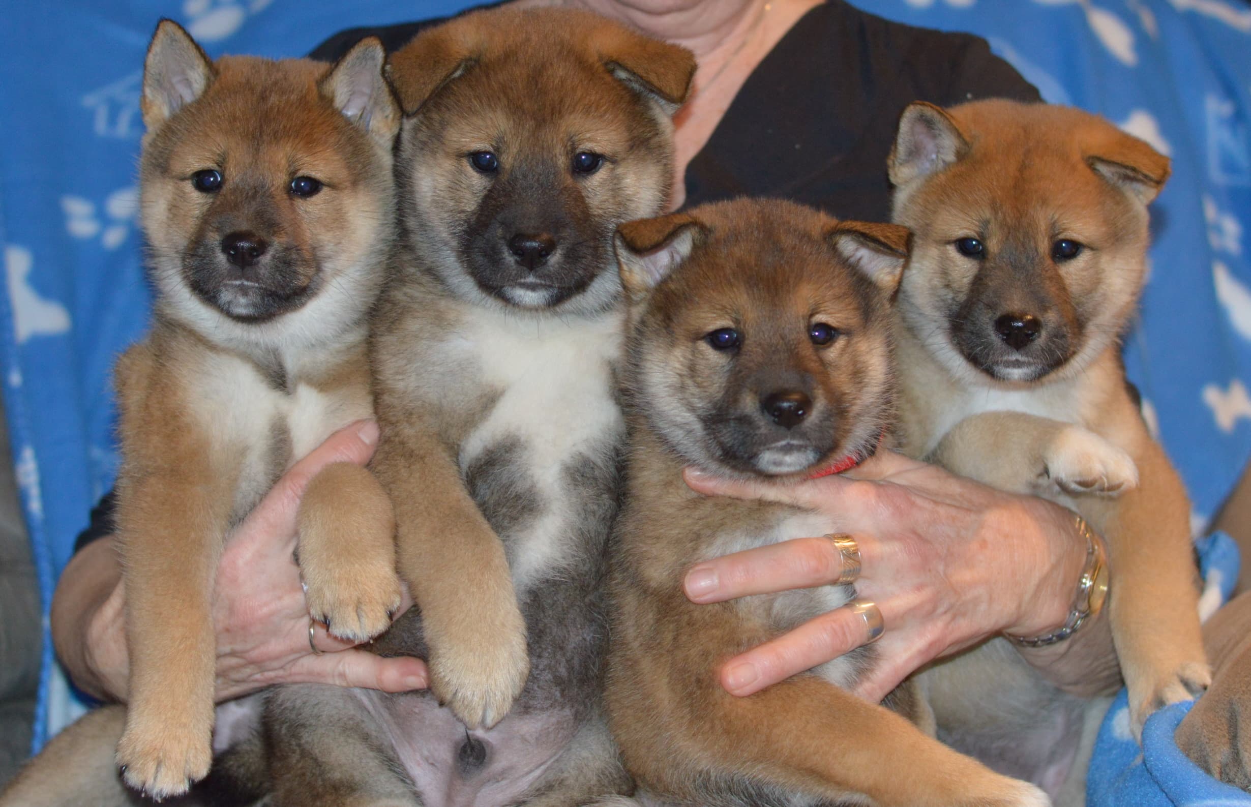 four puppies being held