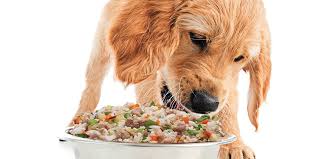 dog eating dog food in a bowl