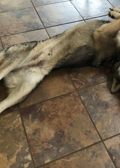 dog lying on his back