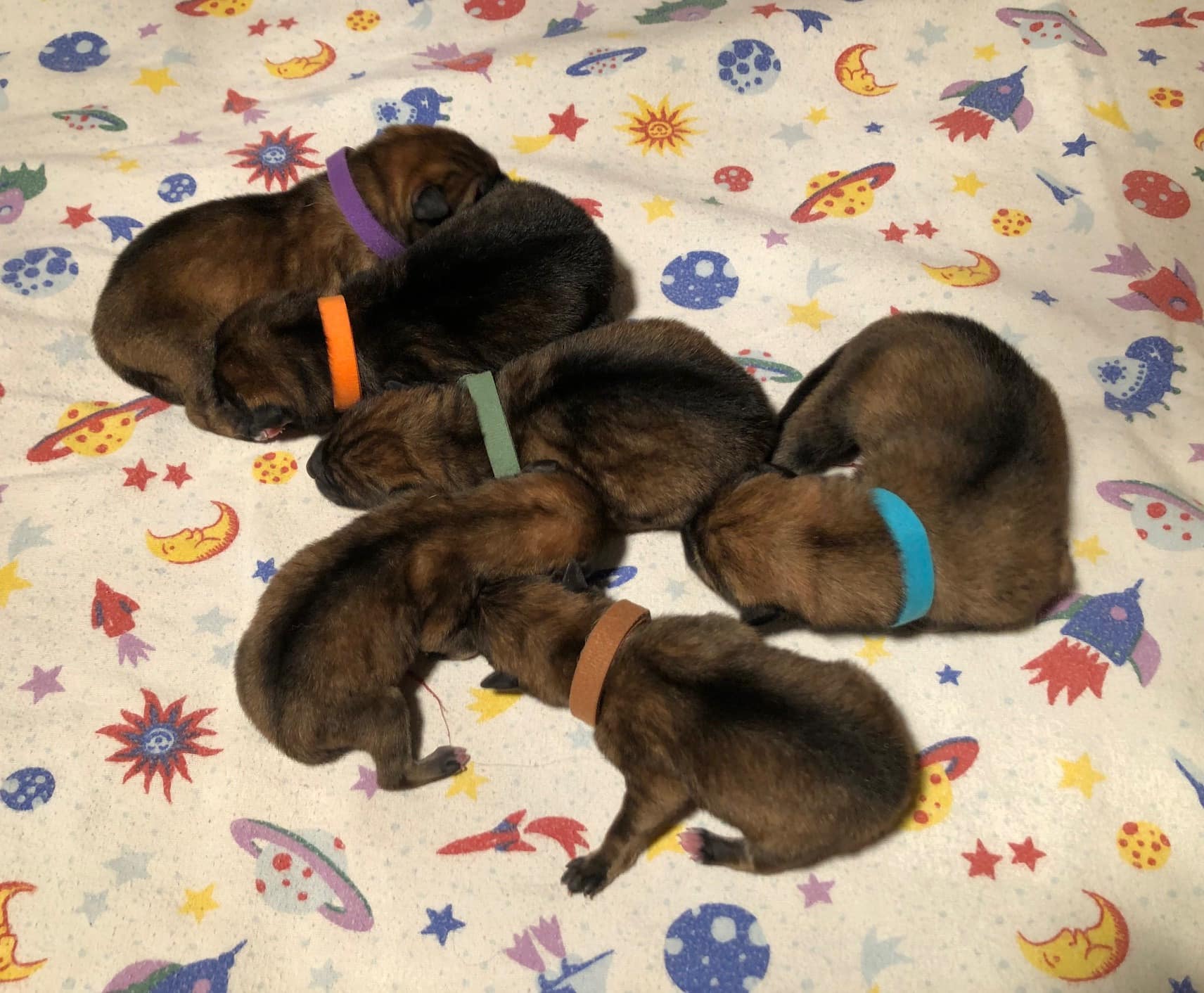 6 puppies lying on a blanket