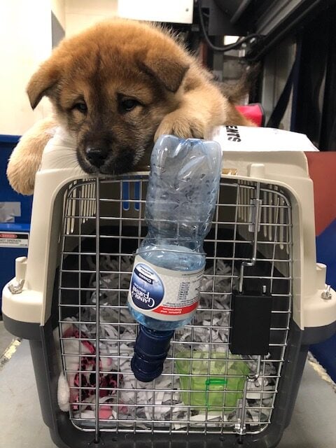 puppy lying on top of a pet carrier
