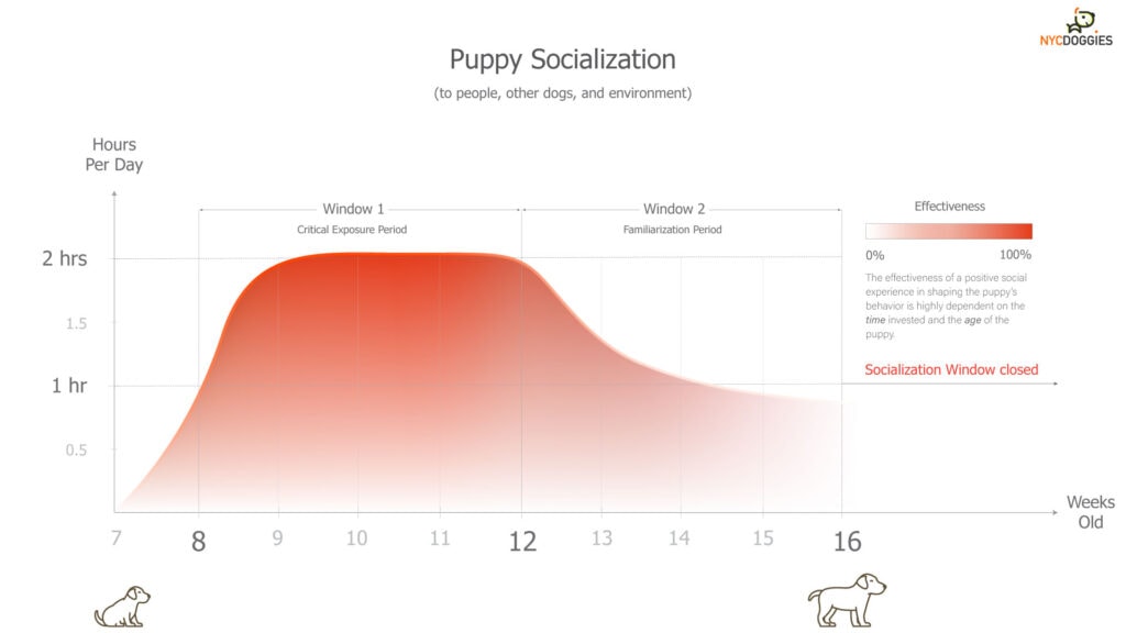 puppy socialization time line