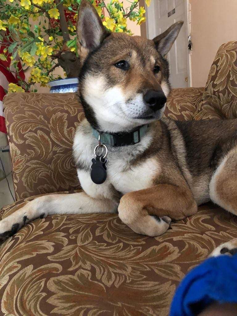 dog lying on a couch