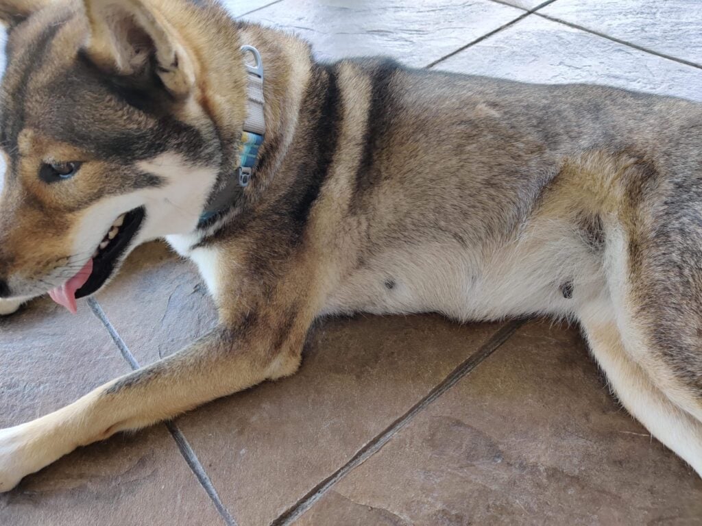 dog showing enlarged tummy