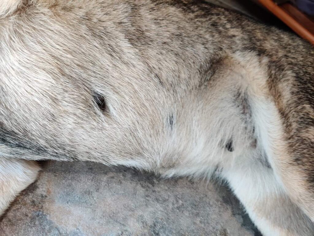 tummy of dog showing swollen tits