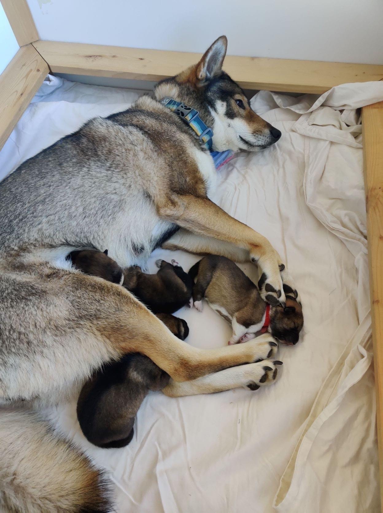 dog lying with three puppies
