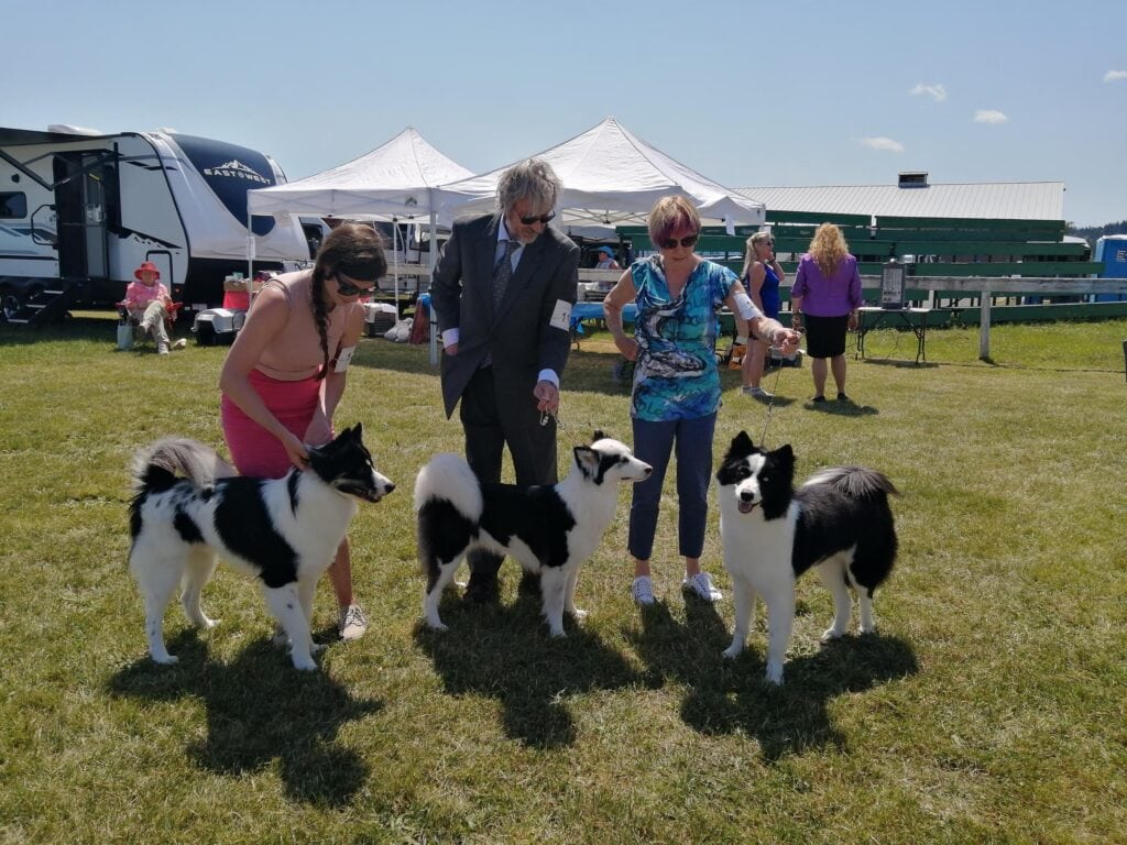 three Yakutian dogs with their handlers