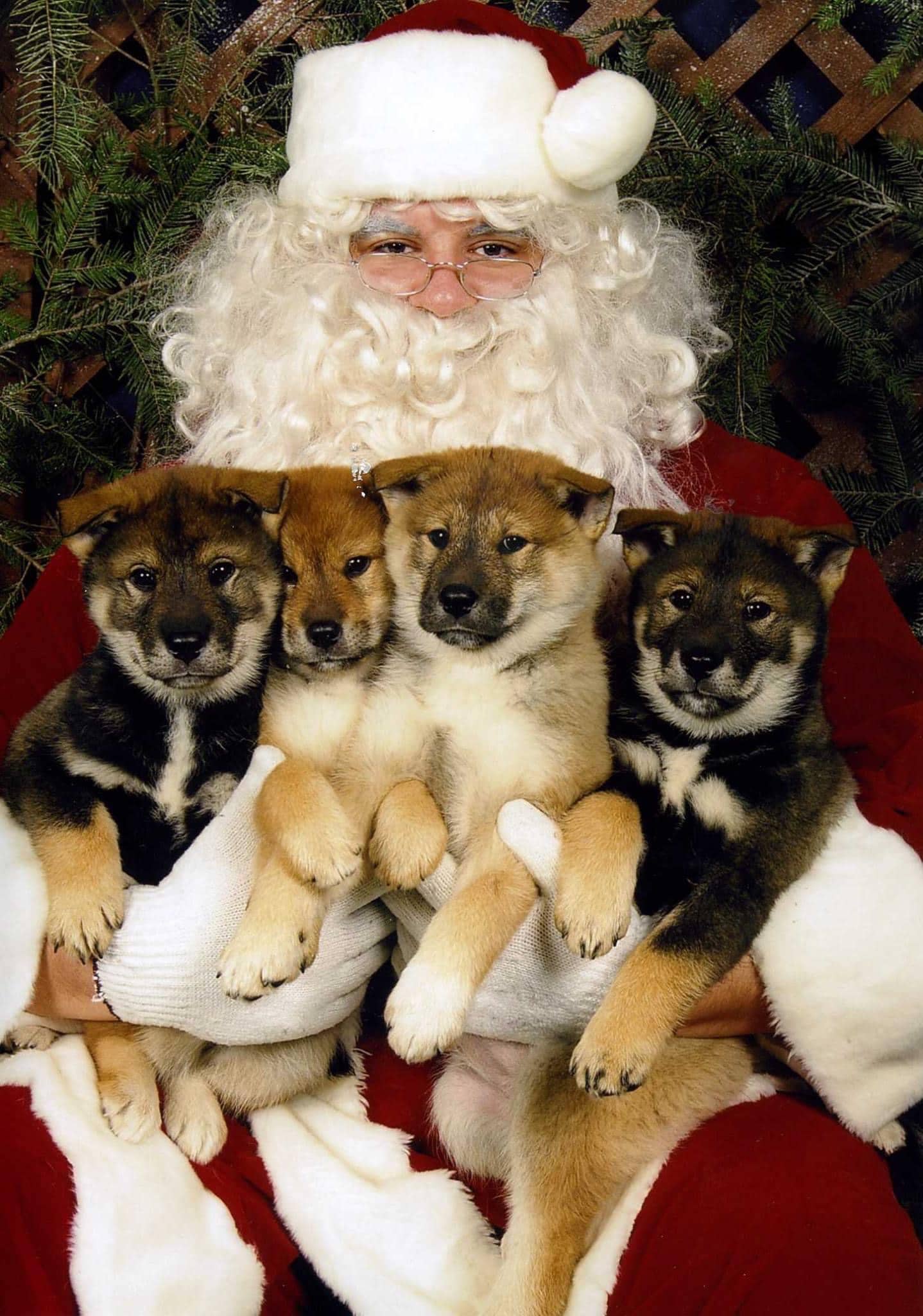 Santa Claus with 4 puppies on his lap